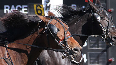 two horses image