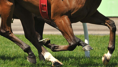 close up horse racing