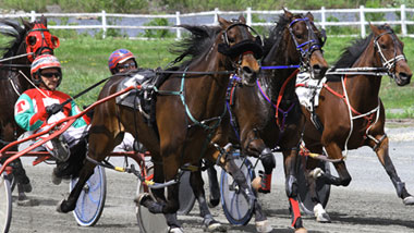harness racing